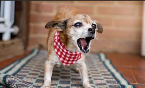 狗狗睡到一半狼嚎