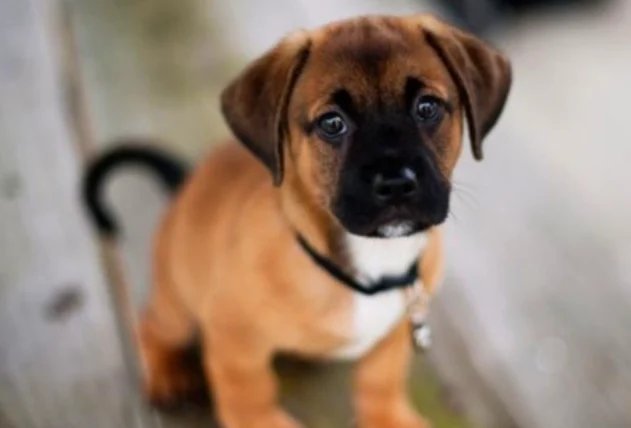 狗狗可以喝人的羊奶粉嗎