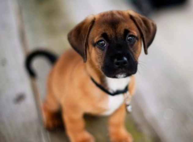 狗狗可以喝人的羊奶粉嗎？獸醫解析風險與安全替代方案