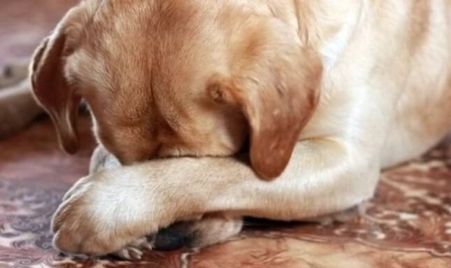 貴賓狗幾歲算老