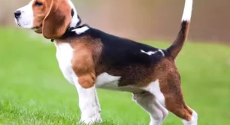 狗狗吃優格好處