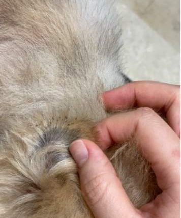 狗狗耳朵黑黑的