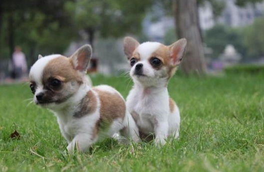 心絲蟲治療成功率