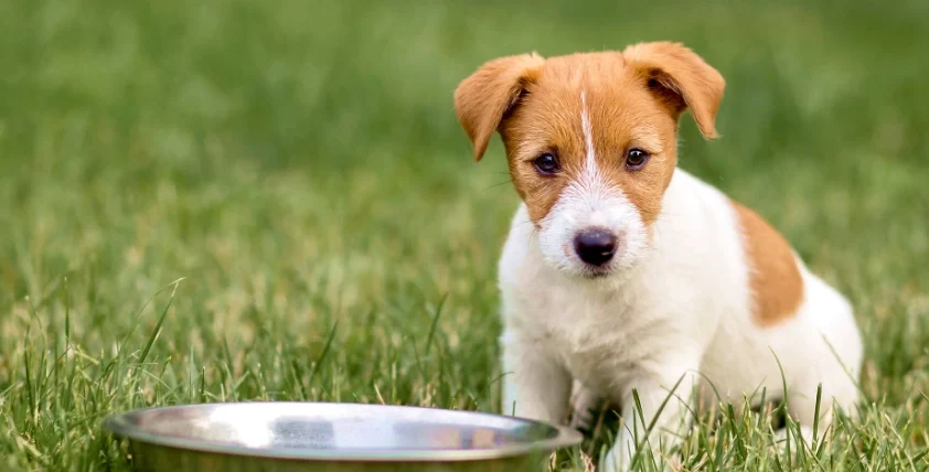 三個月幼犬飲食