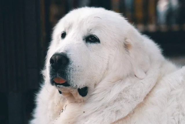 狗狗脂肪瘤變大