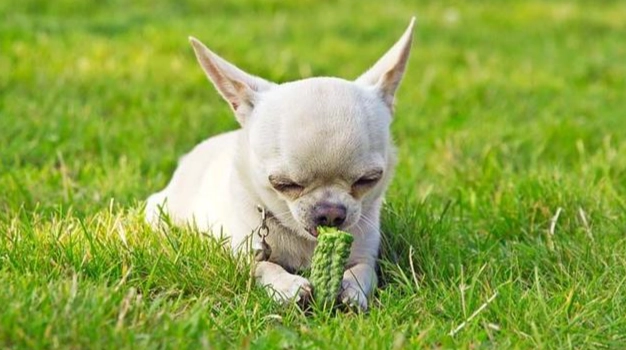 狗狗一直乾嘔怎麼辦