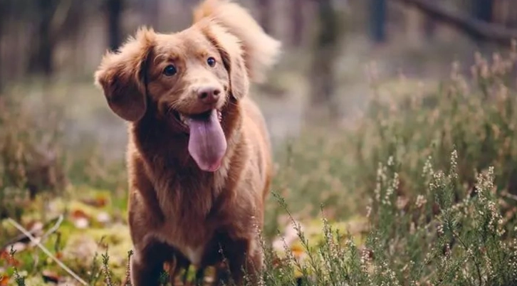 狗狗知道自己要死了