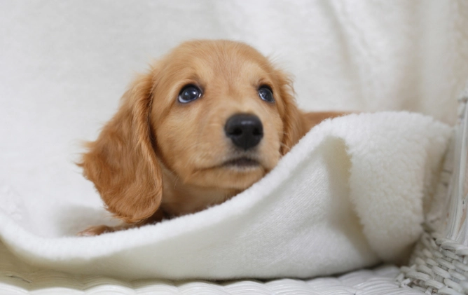 幼犬何時可以吃水果