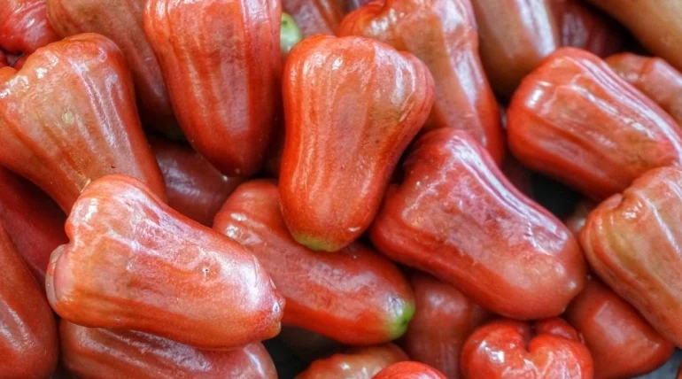 蓮霧狗狗可以吃嗎