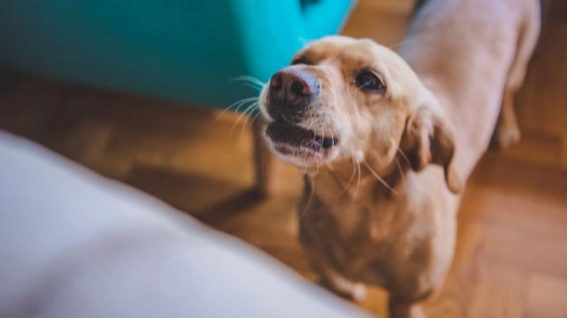 狗狗消化不良怎麼辦