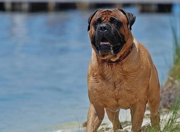 大隻狗品種全攻略：從飼養技巧到熱門推薦，解決所有大型犬疑問