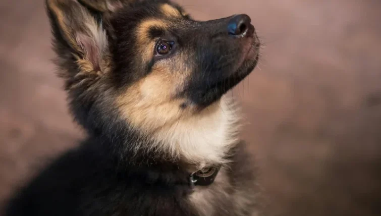 狗狗可以每天吃優格嗎