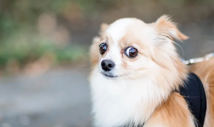 如何與陌生狗狗互動