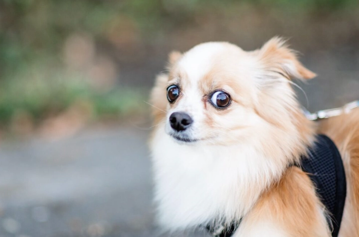 如何與陌生狗狗互動：安全技巧與行為解讀全指南