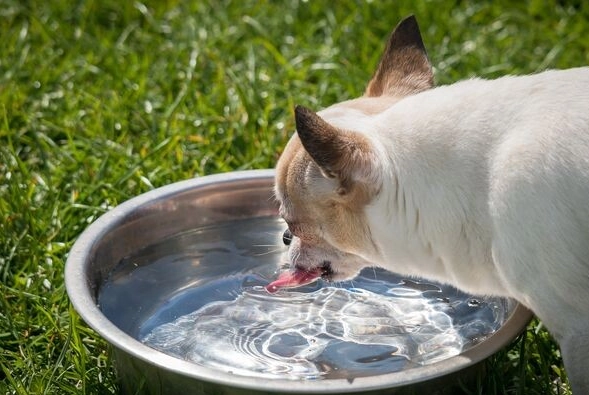 老狗一直喝水一直尿