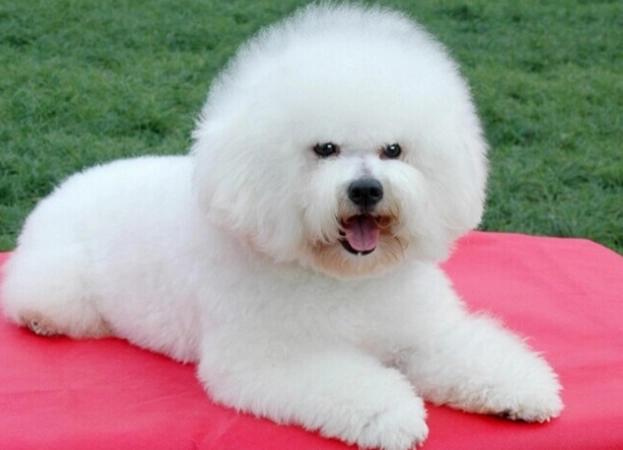 比熊犬香港飼養全攻略：從選擇到照顧的完整指南