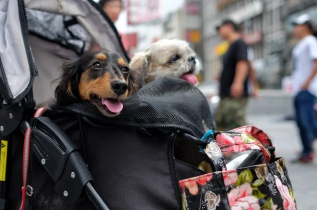 火車可以帶寵物嗎