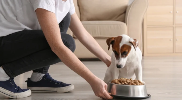 狗飼料蛋白質健身