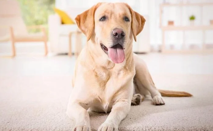 狗牙齦發炎治療