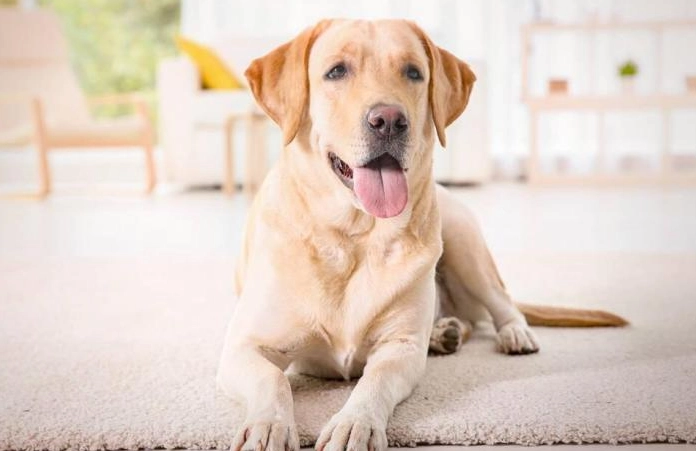 狗牙齦發炎症狀與治療全攻略-專業獸醫教你有效處理