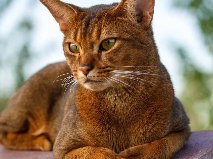 流浪貓皮膚病全攻略：症狀識別、治療方法與預防關鍵