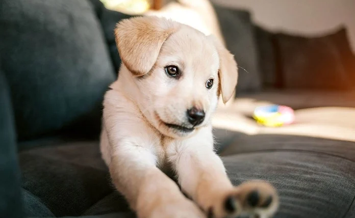 狗狗氣管塌陷保健食品推薦