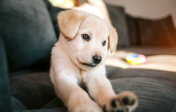 狗狗氣管塌陷保健食品推薦：專家精選與實用指南