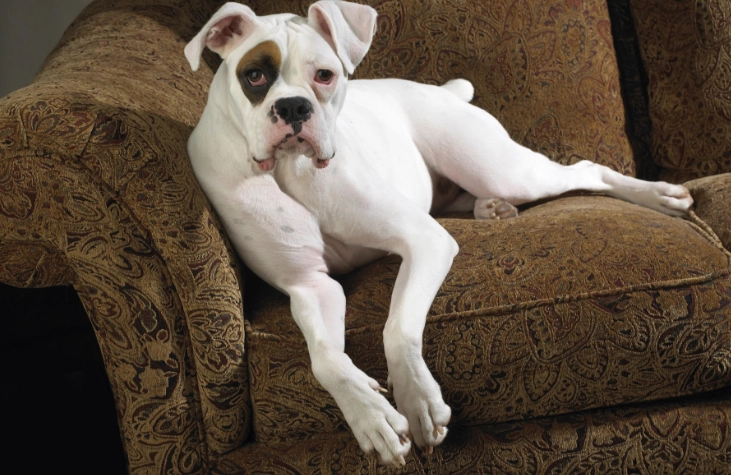 狗嘔吐黃色全攻略：原因解析、緊急處理與預防指南