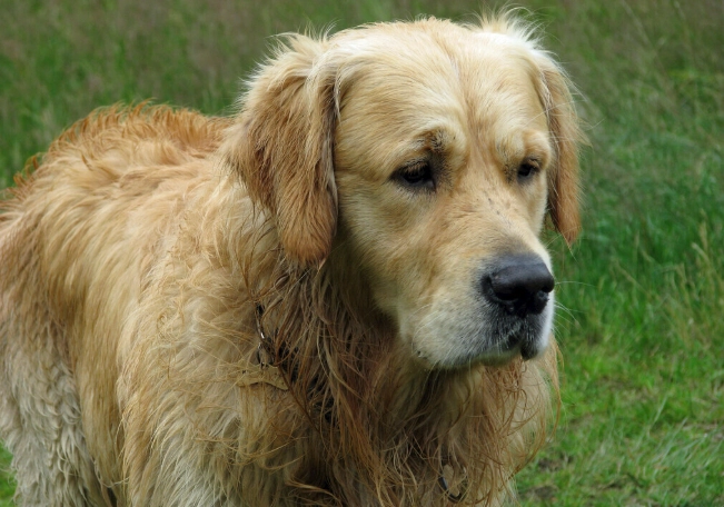 老狗半夜一直叫：原因解析與實用解決方法全攻略