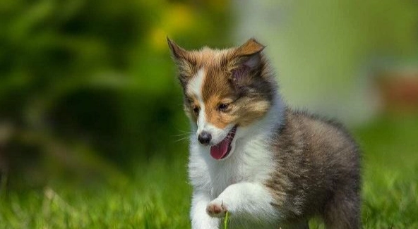 心絲蟲可以活多久