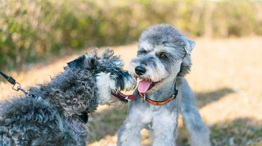 少毛的狗品種推薦與照顧全攻略：低過敏性寵物狗選擇指南