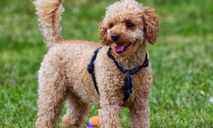 標準貴賓狗完整指南：飼養、性格、健康與訓練全解析