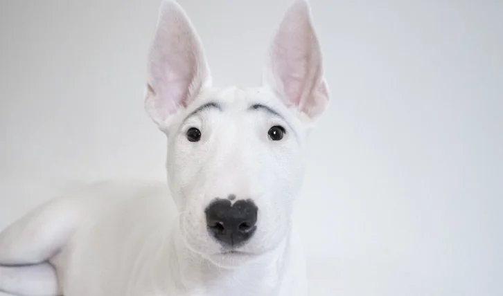 狗狗血尿會自己好嗎