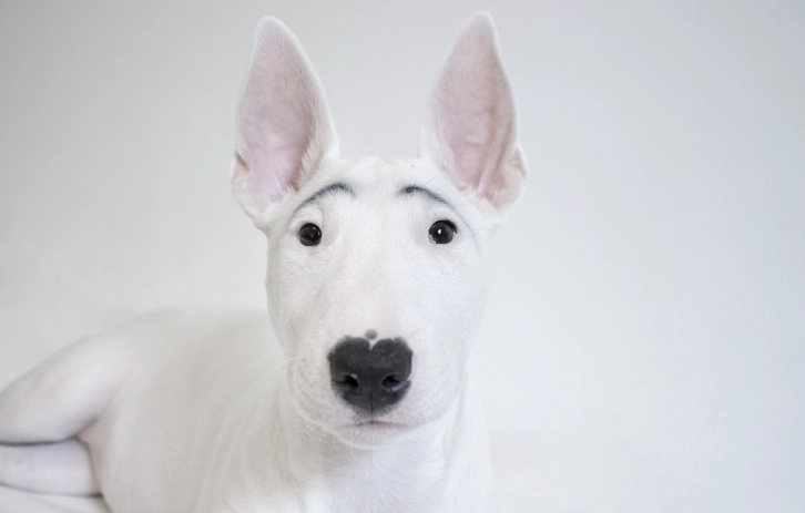 狗狗血尿會自己好嗎？獸醫解析血尿真相與緊急處理指南