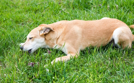 狗狗吃到韭菜怎麼辦