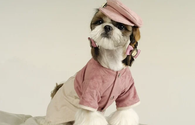 狗狗胰臟炎會自己好嗎