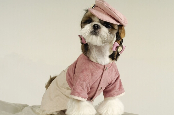 狗狗胰臟炎會自己好嗎？獸醫揭曉真相與關鍵護理步驟