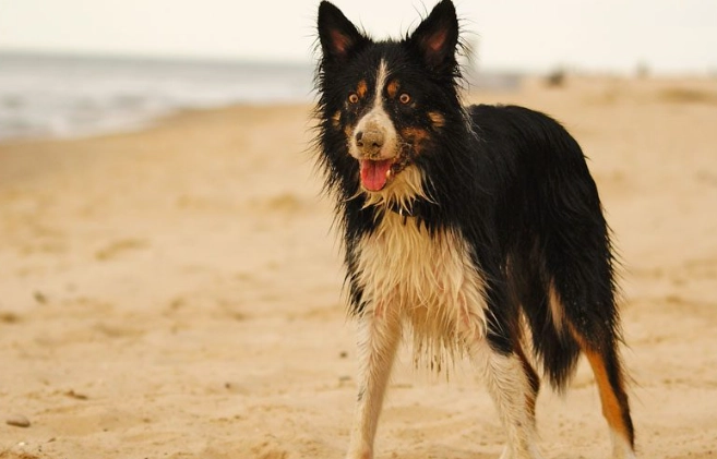 澳洲牧羊犬香港