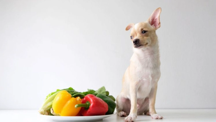 狗狗拉肚子可以吃飼料嗎