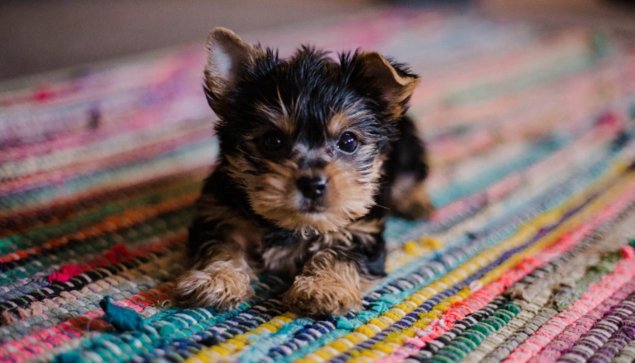 小狗多大會發情