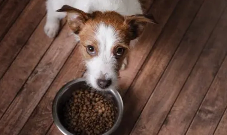 狗胰臟炎罐頭挑選指南：獸醫沒告訴你的餵食關鍵與品牌比較
