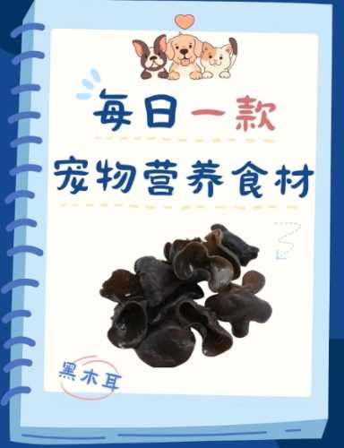 狗可以吃木耳嗎？獸醫解析安全餵食指南與潛在風險