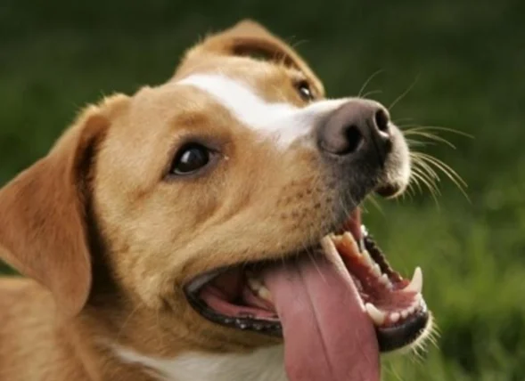 狗狗一陣一陣發抖