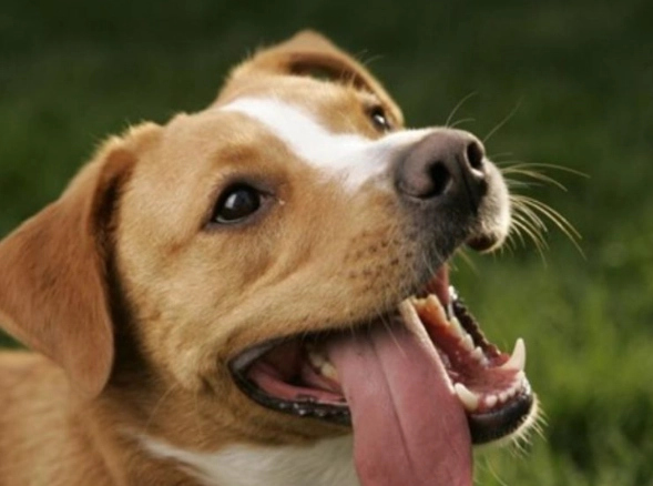 狗狗一陣一陣發抖：原因、症狀與處理方法全解析