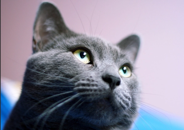 貓血糖忽高忽低