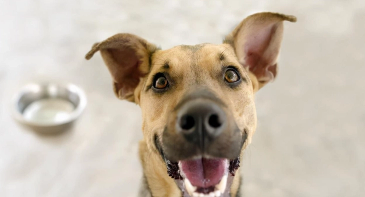 狗狗一直嚶嚶叫怎麼辦