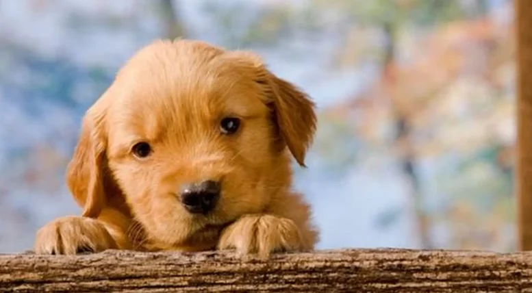 狗狗胰臟炎會好嗎