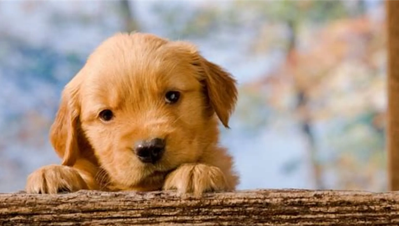 狗狗胰臟炎會好嗎？治療、護理與康復全指南