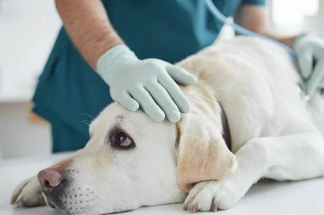 狗狗一直喘一直喝水