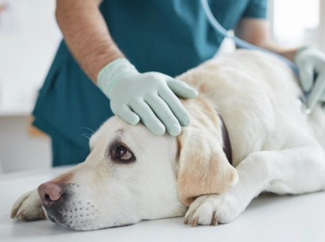 狗狗一直喘一直喝水？健康警訊與緊急處理指南